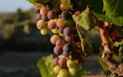 Il settore vitivinicolo nel nuovo Piano Strategico nazionale PAC 2023-2027