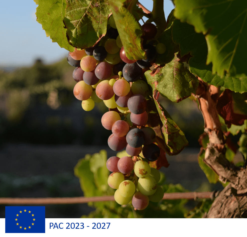 Il settore vitivinicolo nel nuovo Piano Strategico nazionale PAC 2023-2027